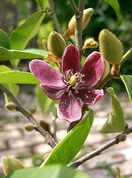 含笑花|【植物界全系列】木兰科—木兰亚科（下）：含笑花